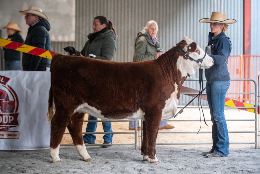 Llandillo Aster W207 — lead show heifer