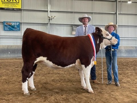 Samuel Guy showing Llandillo Diana, Champion Female at Blayney Show
