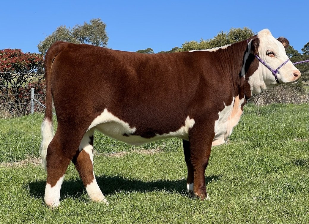 Llandillo Jenny S148 purchased by GCC Herefords