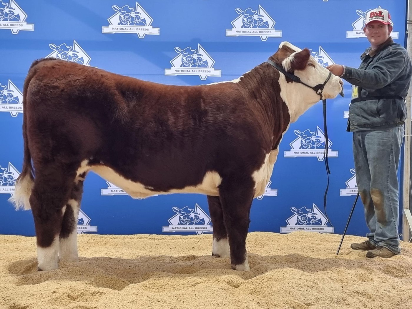 Llandillo Julie S074 at National All Breeds Junior Heifer Show