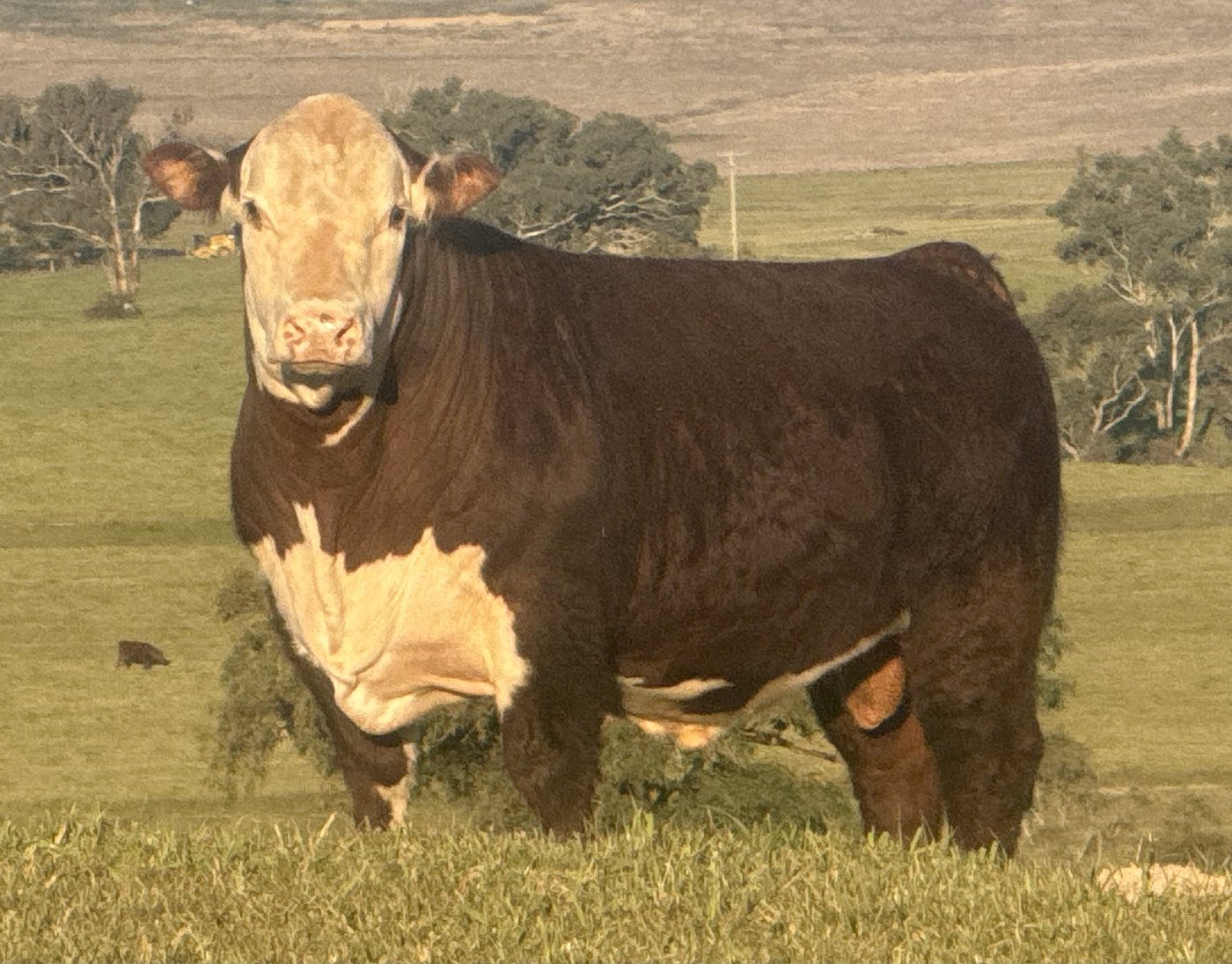 LAN V141 — Llandillo Poll Hereford Bull Sale Thu 24th September