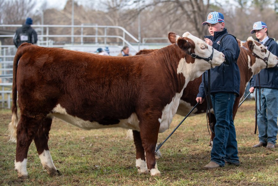 Max White showing Llandillo Nora V042 at the National Hereford Youth Show Canberra 2025