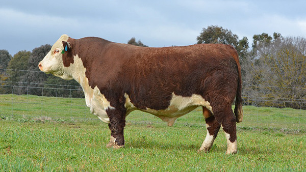 Kanimbla Montgomery L048