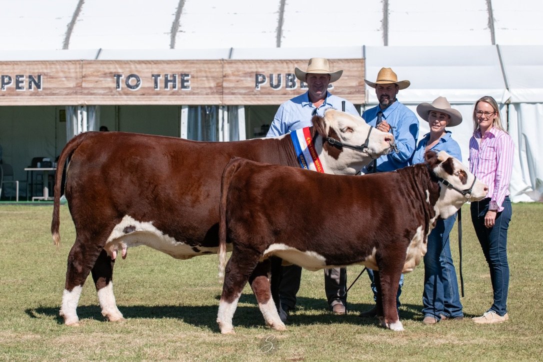 Llandillo Aster S056 Grand Champion Sydney Royal 2024