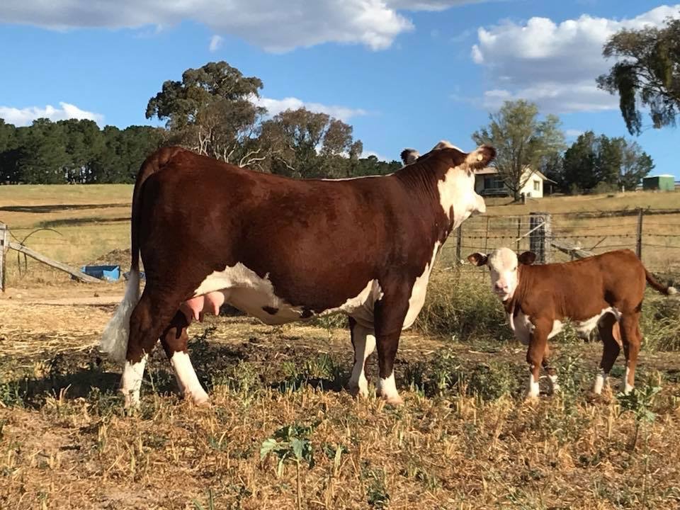 Llandillo Silky L078 with calf at foot