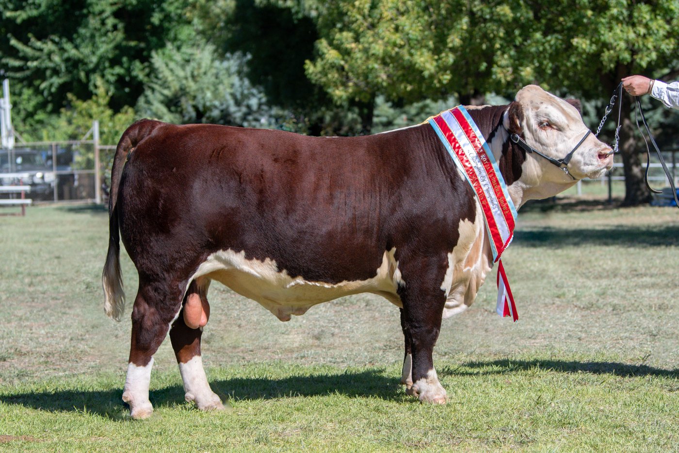 Llandillo Soldier S042 — Champion of Champions, Canberra Royal Show 2023