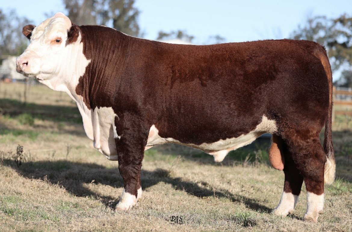 Tycolah Tedesco R032